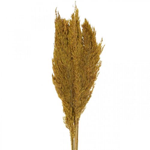 Floristik24 Kuivattu ruoho, sara, kuivattu, oliivinvihreä, deco ruoho, 70 cm, 10 kpl