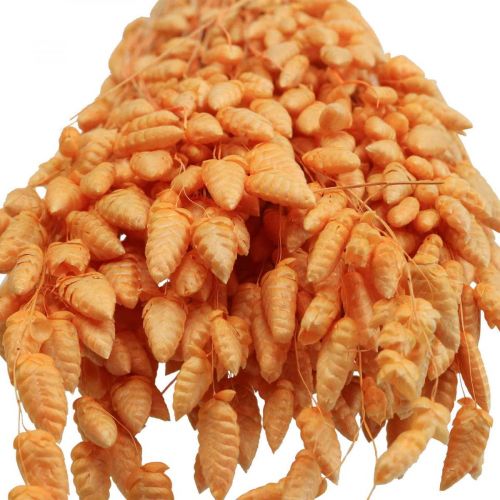 Floristik24 Kuiva kimppu tärisevää ruohoa Aprikoosi Briza koristeruohoa 55cm 50g