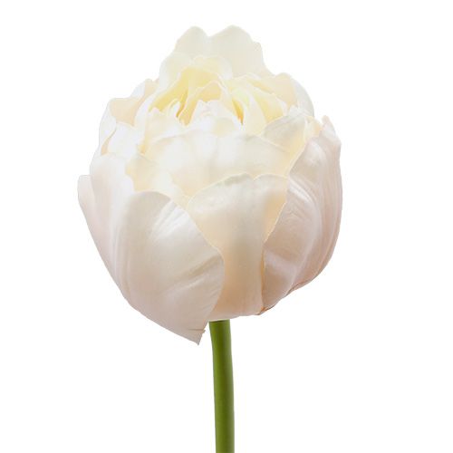 Floristik24 Tulppaani valkoinen-vaaleanpunainen 86cm 3kpl
