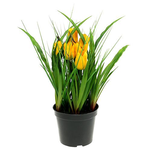 Floristik24 Tulppaanit keltaisessa ruukussa 30cm