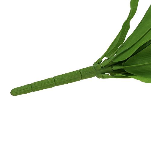 Floristik24 Tulppaanipensas Valkoinen 30cm