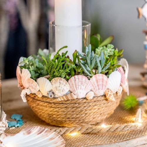 Floristik24 Torni etana Turritella terebra 1kg