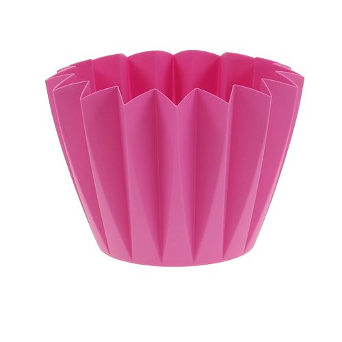 Floristik24 Repot Adonis Azalea 14cm 20 kpl