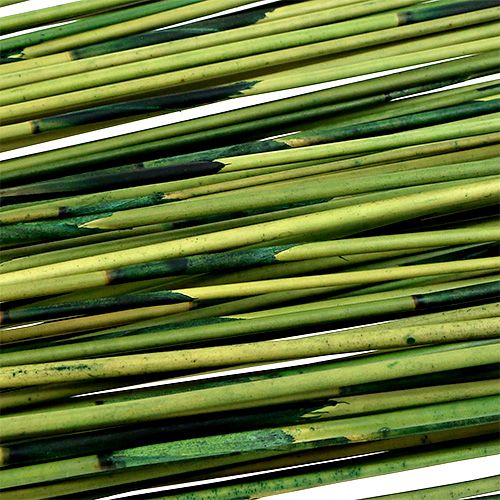 Floristik24 Vlei Reed 400g tummanvihreä