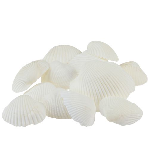 Floristik24 Valkoiset kuoret koristesimpukat kermanvalkoiset 2-3,5cm 300g