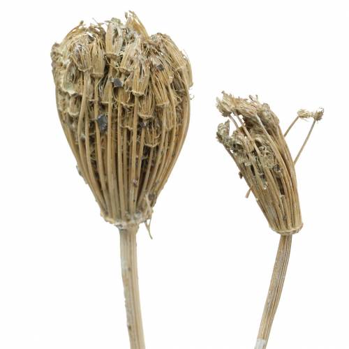 Floristik24 Wildflower Bundle Siankärsämö Luonnollinen, valkoinen pesty 30-60cm 150g