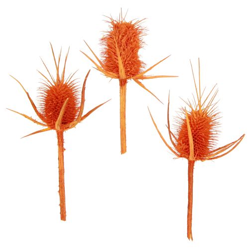 kohteita Wild Teasels Oranssi Teasel Thistle Kuivattu koriste 1kg