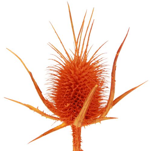 kohteita Wild Teasels Oranssi Teasel Thistle Kuivattu koriste 1kg