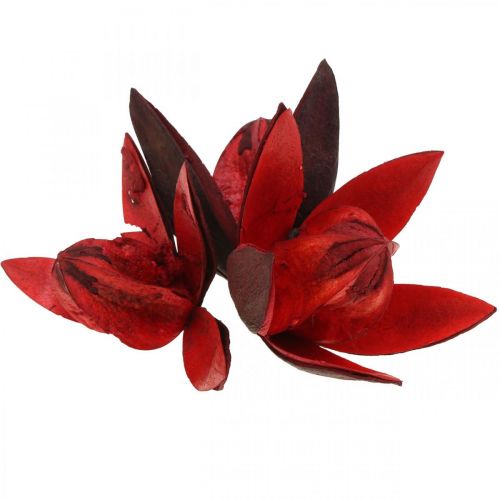 Villi lilja punainen luonnollinen deco kuivatut kukat 6-8cm 50p