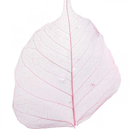 kohteita Luuranko lehdet Pajunlehdet luurankoiset vaaleanpunaiset 5-9cm 200p