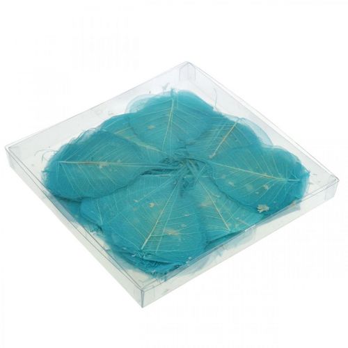 Floristik24 Pajunlehdet, pajun luonnolliset lehdet, kuivatut lehdet luurankoistettu turkoosinsininen 200 kpl