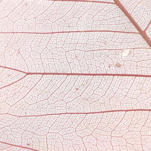 kohteita Luuranko lehdet pajunlehdet luurankoiset vanha pinkit 10-15cm 200kpl
