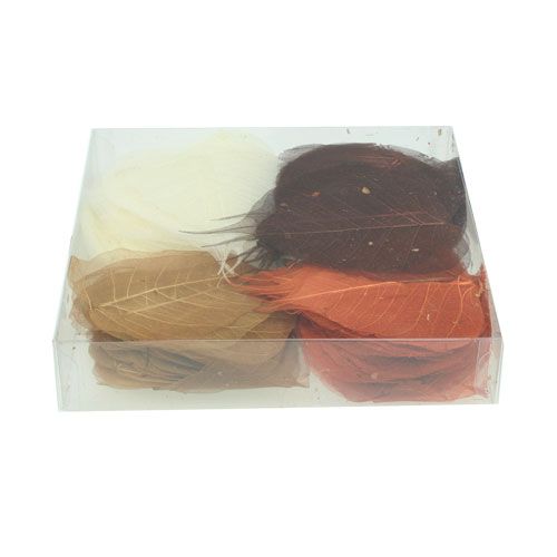 Floristik24 Pajunlehtiä luurankoinen kerma/ruskea 200 kpl.