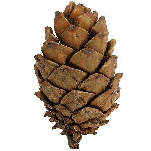 Floristik24 Kartio luonto 9cm - 10cm 6 kpl