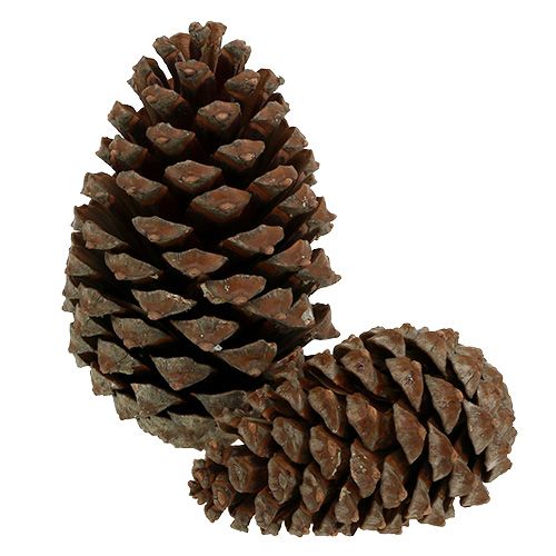 Floristik24 Käpyjä Pinus Maritima 10cm - 15cm luonnollinen 3kpl