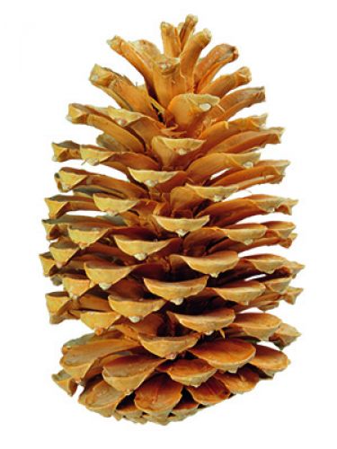 Floristik24 Maritima käpyjä kerma/vanilja sekoitettu 25kpl VANHA TUOTE