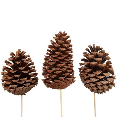 Käpyjä Maritima Maritime Pine Natural 5-10cm kepillä 50kpl