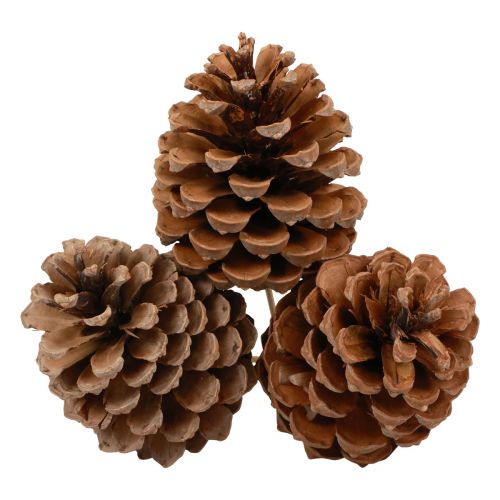 Käpyjä Maritima Maritime Pine Natural 5-10cm kepillä 50kpl