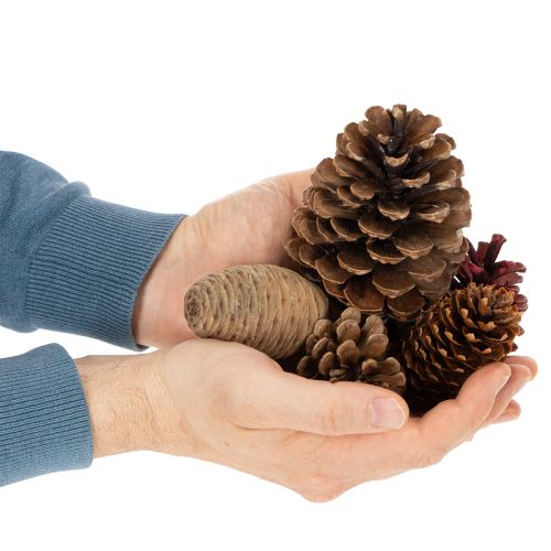 Kävymix luonnonmateriaaleista askarteluun ja joulukoristeluun 400g | Floristik24.fi