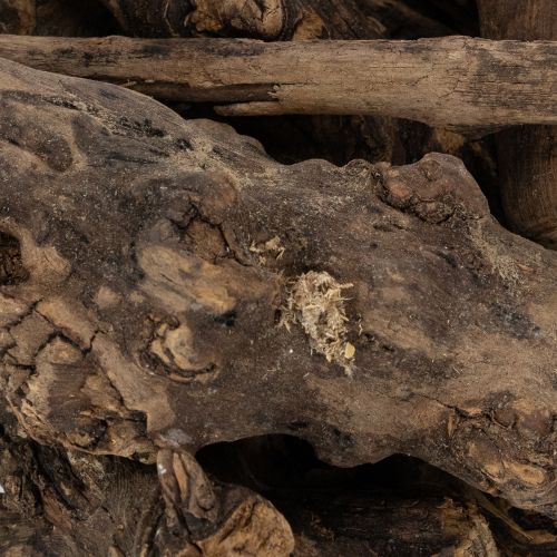 kohteita Lumoavat koristeelliset puiset juuret kotiisi