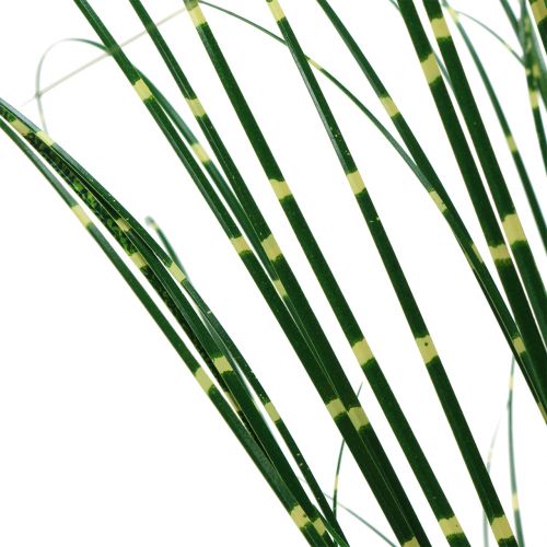 Floristik24 Seepraruoho ruukussa Vihreä 60cm
