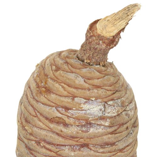 kohteita Setrikäpyjä, koristesetri, luonnonvärinen, 9-10,5 cm, 3 kpl