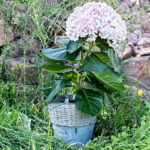 Floristik24 Sinkkikauha pajuilla Ø32cm K27.5cm