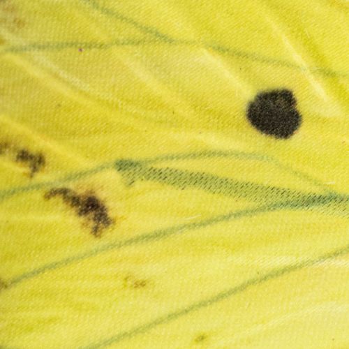 kohteita Perhosen oksa, taiteellinen kevätkoriste sisätiloihin, 75cm