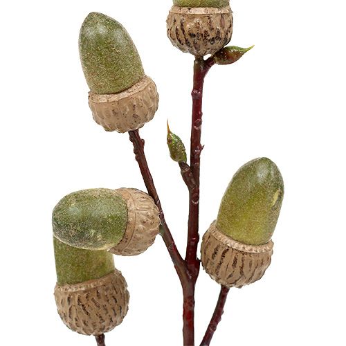 Floristik24 Oksa tammenterholla Ruskea, Vihreä L30cm