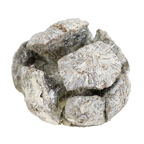 kohteita Sypressikäpyjä 3cm valkoinen pesty 500g