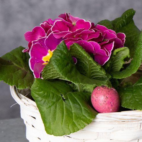 kohteita Punottu korikoriste monipuoliseen sisustukseen, 20 cm, 8 kpl