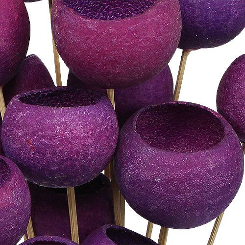 Floristik24 Bell Cup Mix tikussa Erika 15 kpl