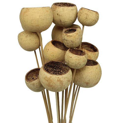 Floristik24 Bell Cup Mix sauvassa Natural Exotics 15 kpl