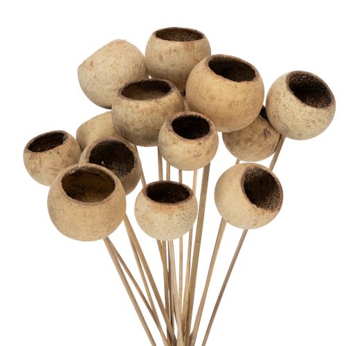 Floristik24 Bell Cup -sekoitus varressa, luonnollisia eksoottisia lajikkeita, 15 kpl