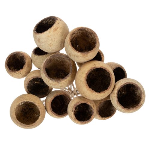 kohteita Bell Cup -sekoitus varressa, luonnollisia eksoottisia lajikkeita, 15 kpl