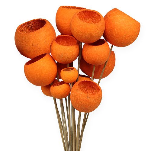 Floristik24 Bell Cup Mix tikulla appelsiini 15 kpl