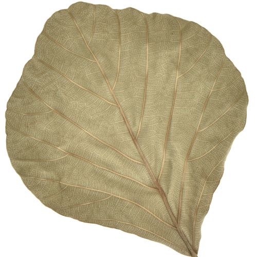 kohteita Kobranlehdet kuivatut vihreät luonnonmukaiset 15cm–17cm 50 kpl
