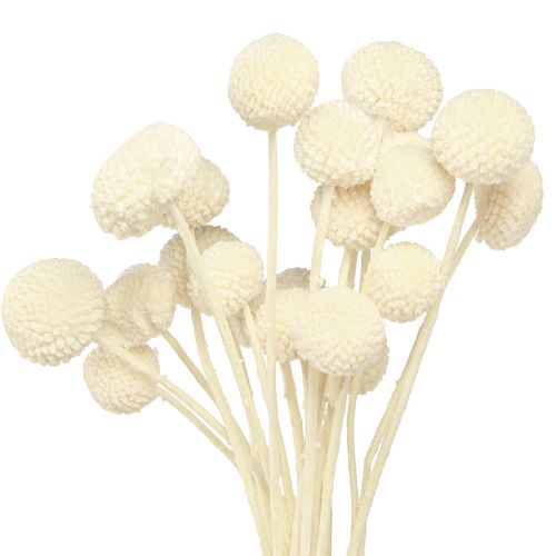Floristik24 Craspedia kuivatut koivet kerma 45-55cm 20 kpl
