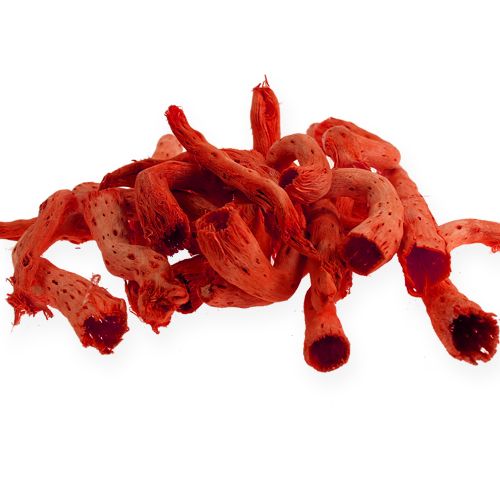 Floristik24 Cupy juuri appelsiinissa 350g