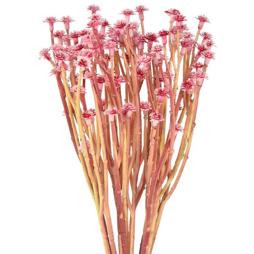 Floristik24 Curry Herb Immortelle Artificial Pink L28cm 12 kpl 1 nippu