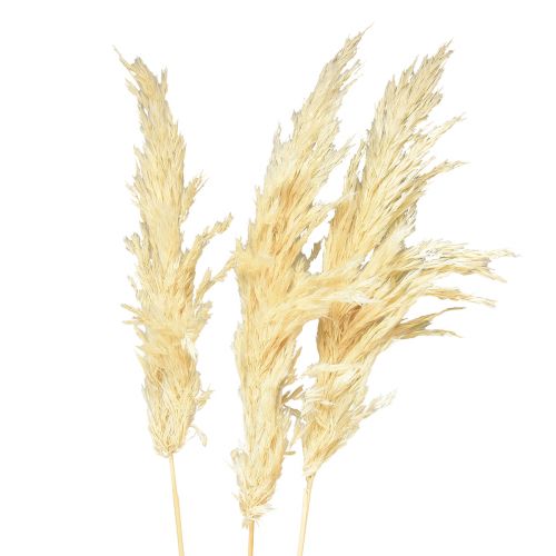 kohteita Koristeellinen pampasruohokerma kuiva ruoho valkaistu 95cm 3 kpl