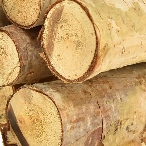 Floristik24 Koristeelliset koivun oksat, luonnonkoivun oksat, 30 cm, 6 kpl