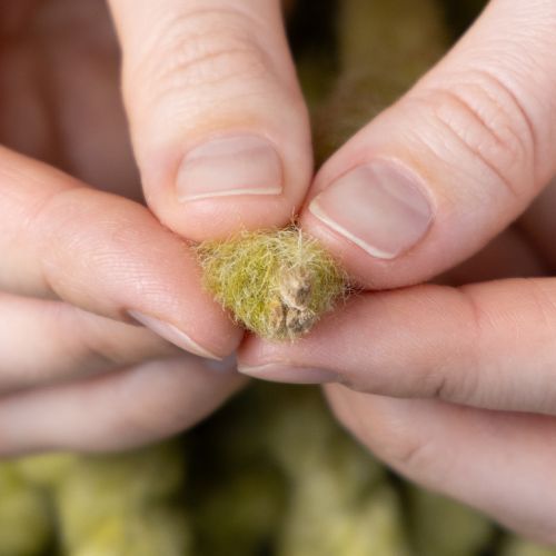 kohteita Pörröinen Mirabell-huopanauha, villaa, vihreä, 25 m koristenauha floristiikkaan, koristeluun, askarteluun, tee-se-itse-käyttöön