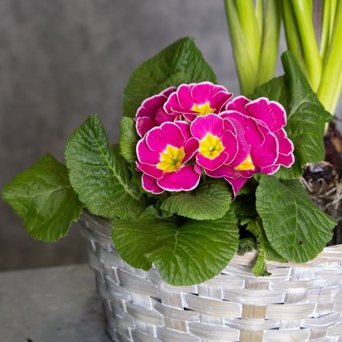 kohteita Punottu kori tyylikkäänä kukkakoristeena olohuoneessa. Pääsiäiskori, 23 cm, 6 kpl.