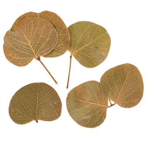 Kuivatut lehdet koristelu Moneta dry floristry nature 200g
