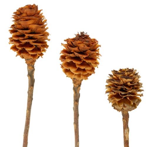 Glabrum Leucospermum -kuivakukat 25-40cm 25 kpl ostaa | Floristik24.fi