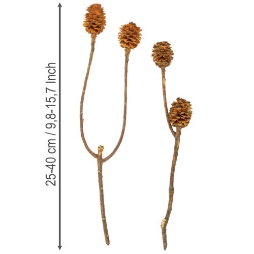 Glabrum Leucospermum -kuivakukat 25-40cm 25 kpl | Floristik24.fi