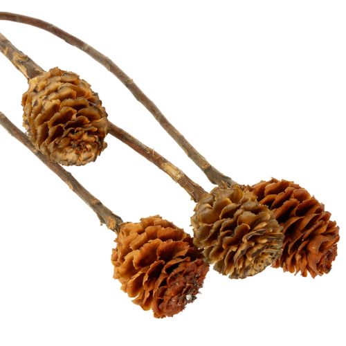 Glabrum Leucospermum -kuivakukat 25-40cm 25 kpl | Floristik24.fi