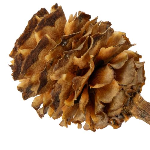 Glabrum Leucospermum -kuivakukat 25-40cm 25 kpl | Floristik24.fi