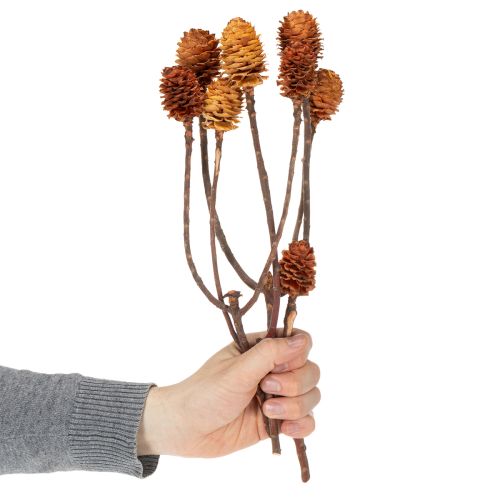 kohteita Glabrum Leucospermum -kuivakukat 25-40cm 25 kpl
